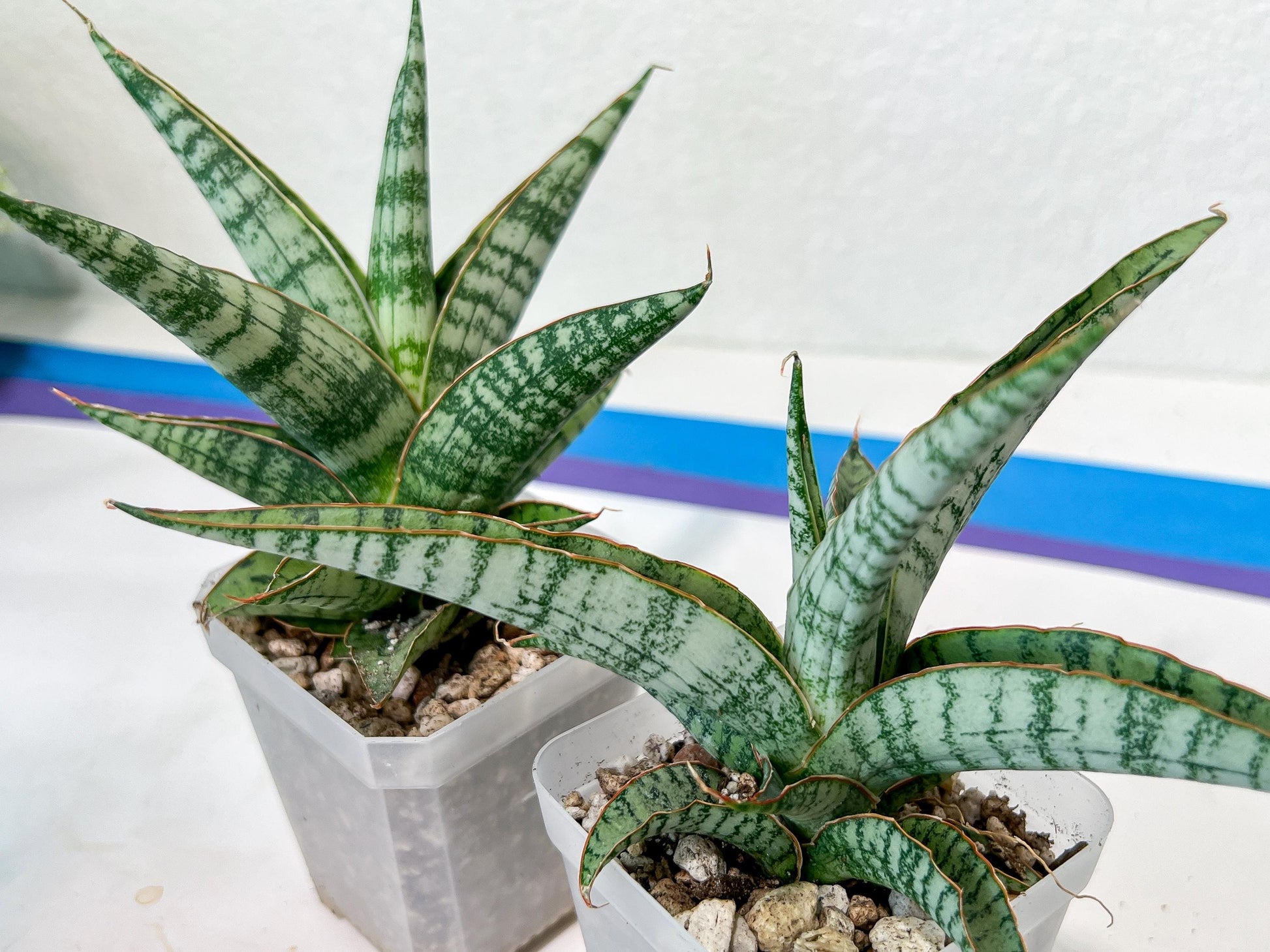 Sansevieria Kagawa (H16) | Let a unique plant bring peace to your space