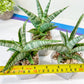 Sansevieria Kagawa (H16) | Let a unique plant bring peace to your space