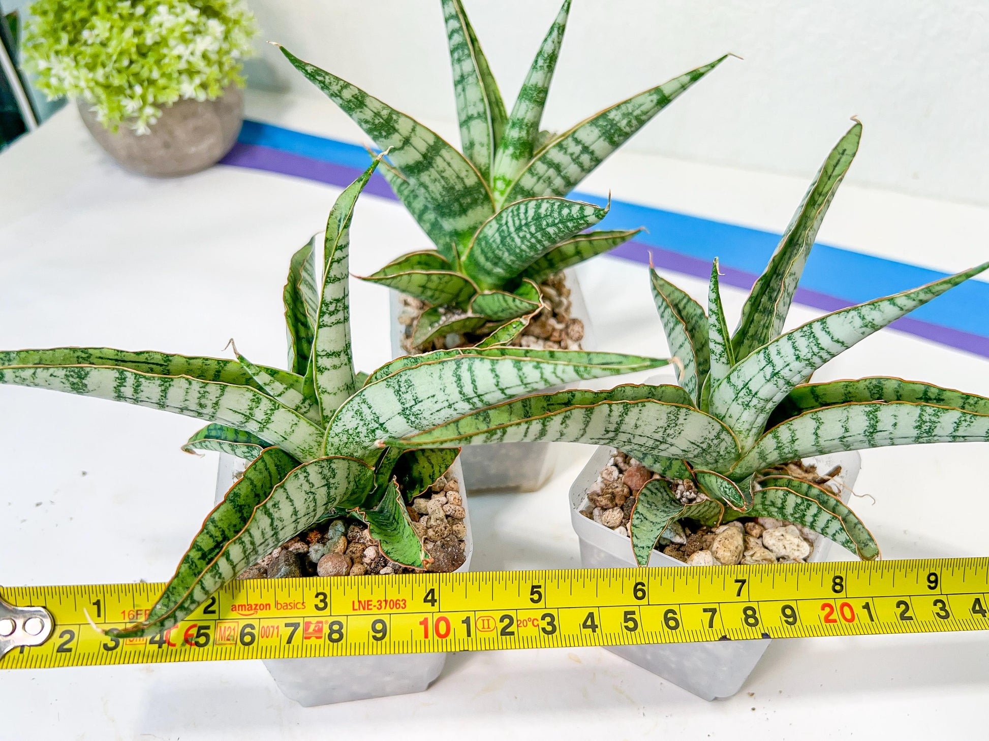 Sansevieria Kagawa (H16) | Let a unique plant bring peace to your space