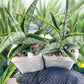 Sansevieria Kagawa (H16) | Let a unique plant bring peace to your space