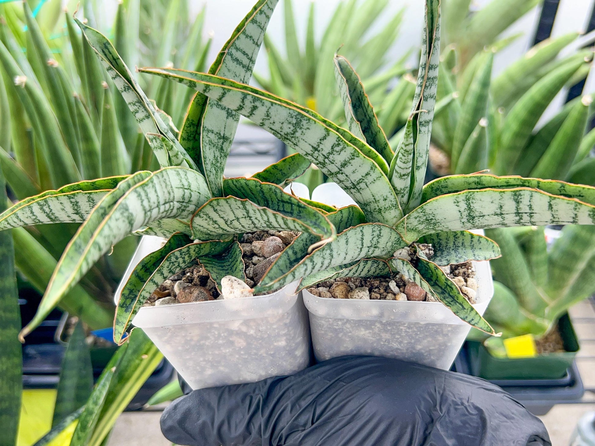 Sansevieria Kagawa (H16) | Let a unique plant bring peace to your space