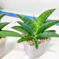 Sansevieria Argopuro (H17) | Invest in joy—start with a rare plant.