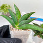 Sansevieria Argopuro (H17) | Invest in joy—start with a rare plant.
