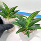 Sansevieria Argopuro (H17) | Invest in joy—start with a rare plant.