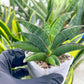 Sansevieria Argopuro (H17) | Invest in joy—start with a rare plant.