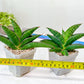 Sansevieria Argopuro (H17) | Invest in joy—start with a rare plant.