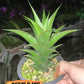 Sansevieria Marlena (H18) | Imported Plants | Rare Hybrid Species