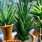 Sansevieria Asancaya (#H11) | Imported Plants | Rare Hybrid Species