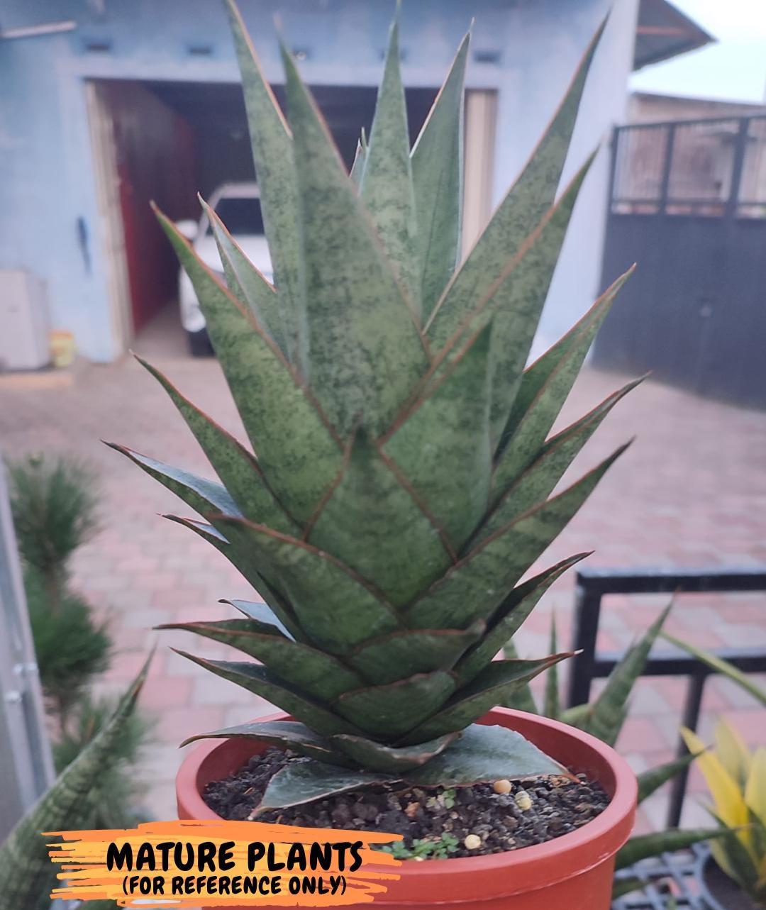 Sansevieria Asancaya (ha10) (b) | Imported Plants