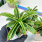 Sansevieria AFF Nalika (H22) | Turn your space into a jungle of rare beauty