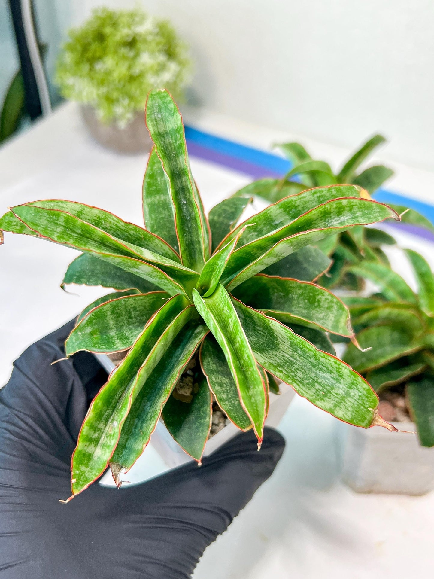 Sansevieria AFF Nalika (H22) | Turn your space into a jungle of rare beauty