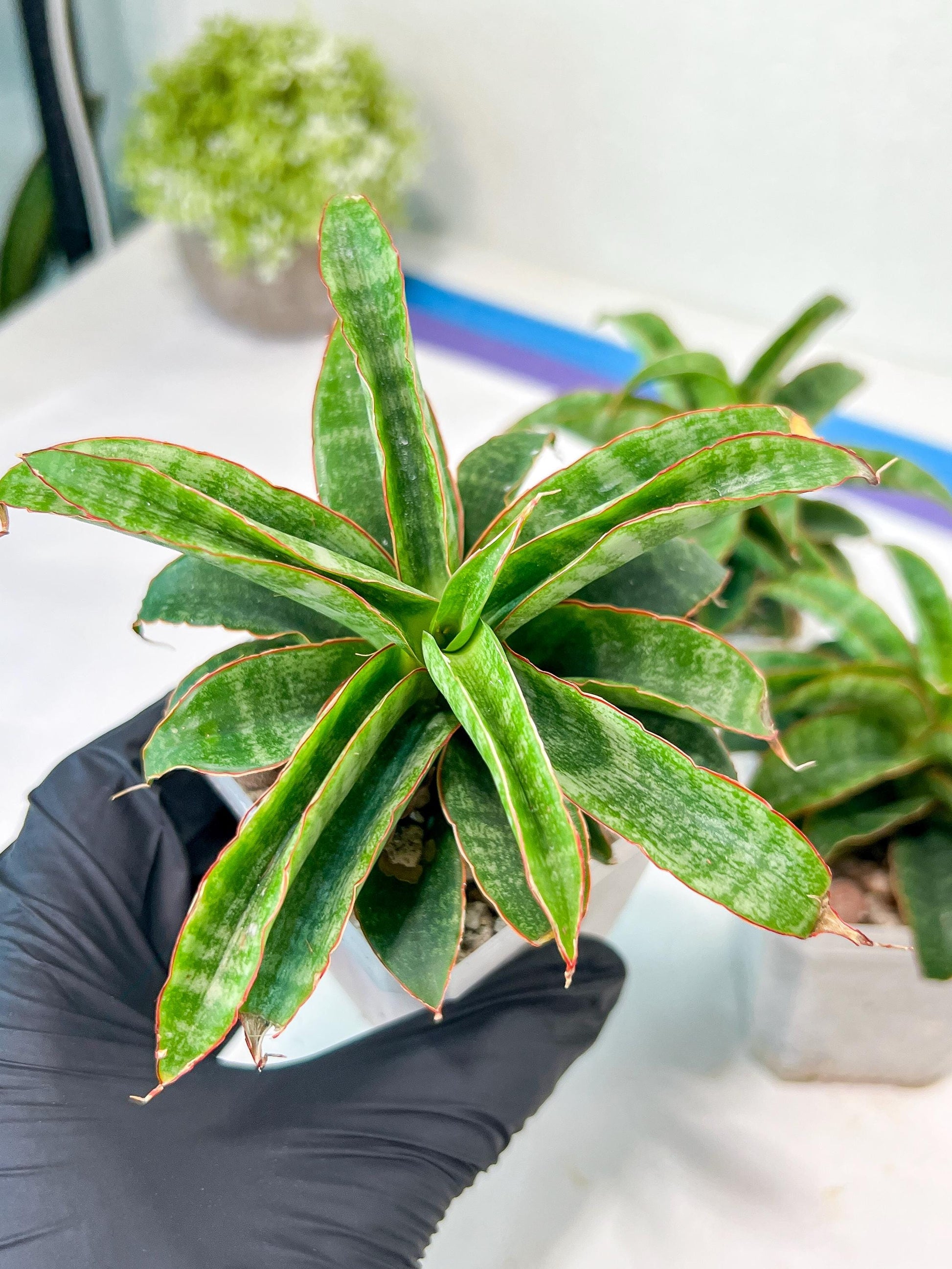 Sansevieria AFF Nalika (H22) | Turn your space into a jungle of rare beauty