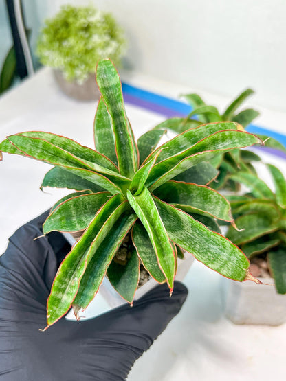Sansevieria AFF Nalika (H22) | Imported Plants | Rare Hybrid Species