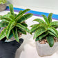 Sansevieria AFF Nalika (H22) | Turn your space into a jungle of rare beauty