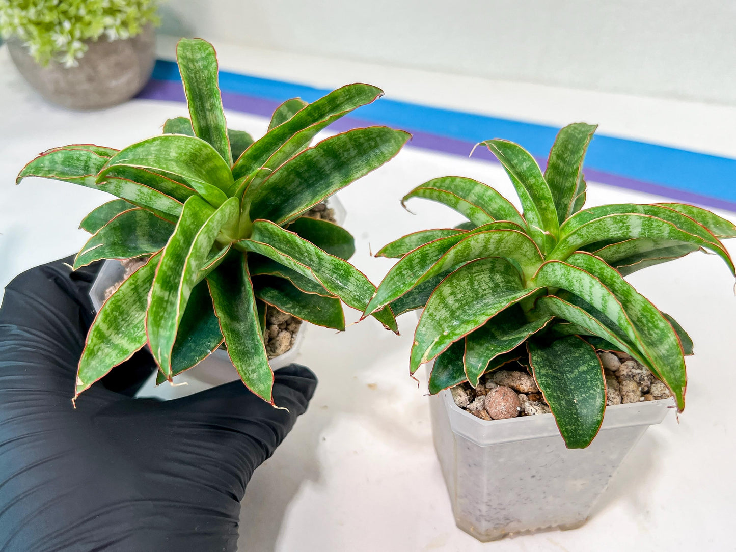Sansevieria AFF Nalika (H22) | Turn your space into a jungle of rare beauty