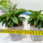 Sansevieria AFF Nalika (H22) | Turn your space into a jungle of rare beauty