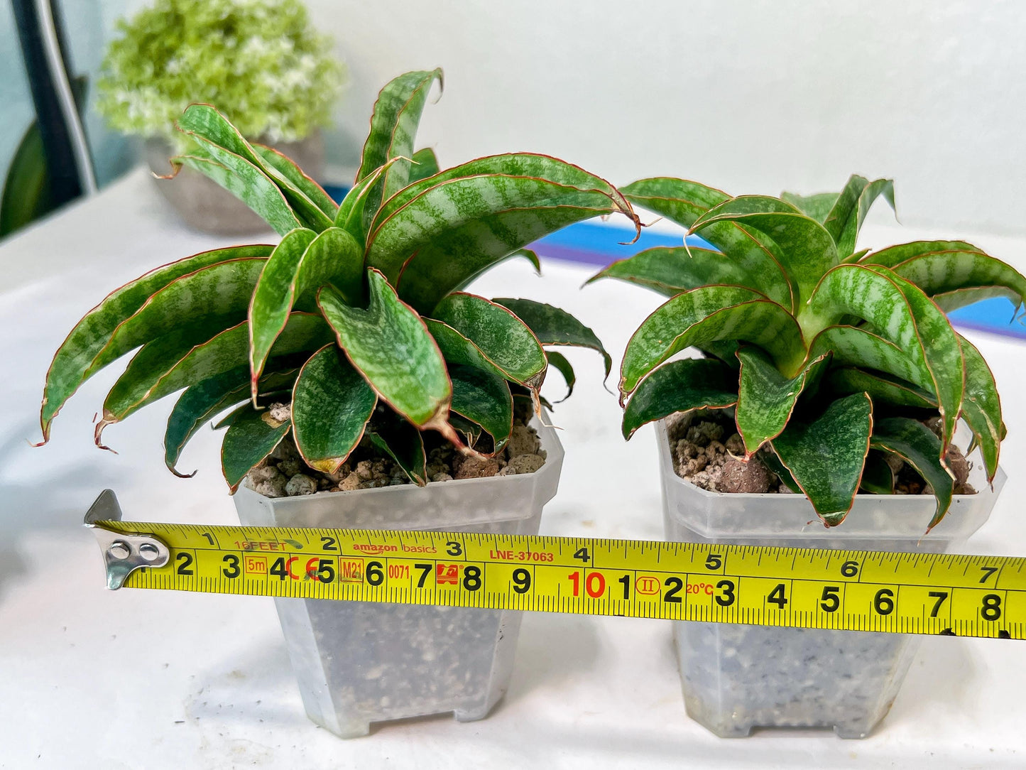 Sansevieria AFF Nalika (H22) | Turn your space into a jungle of rare beauty