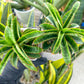 Sansevieria AFF Nalika (H22) | Turn your space into a jungle of rare beauty