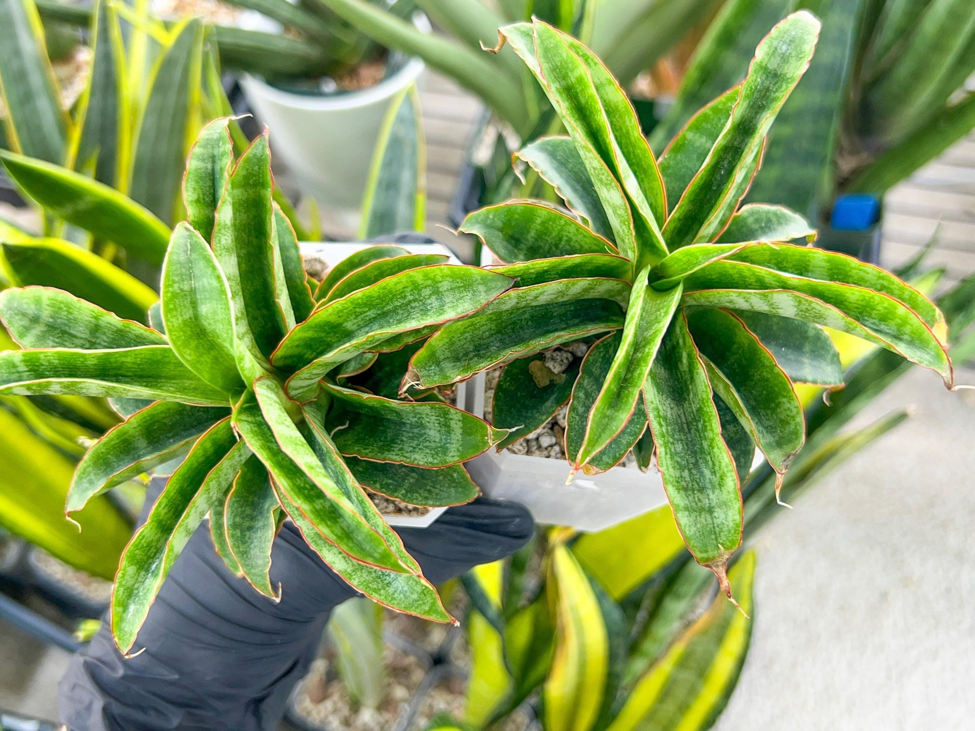 Sansevieria AFF Nalika (H22) | Turn your space into a jungle of rare beauty