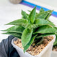 Sansevieria Alabasta (H27) | Imported Snake Plant