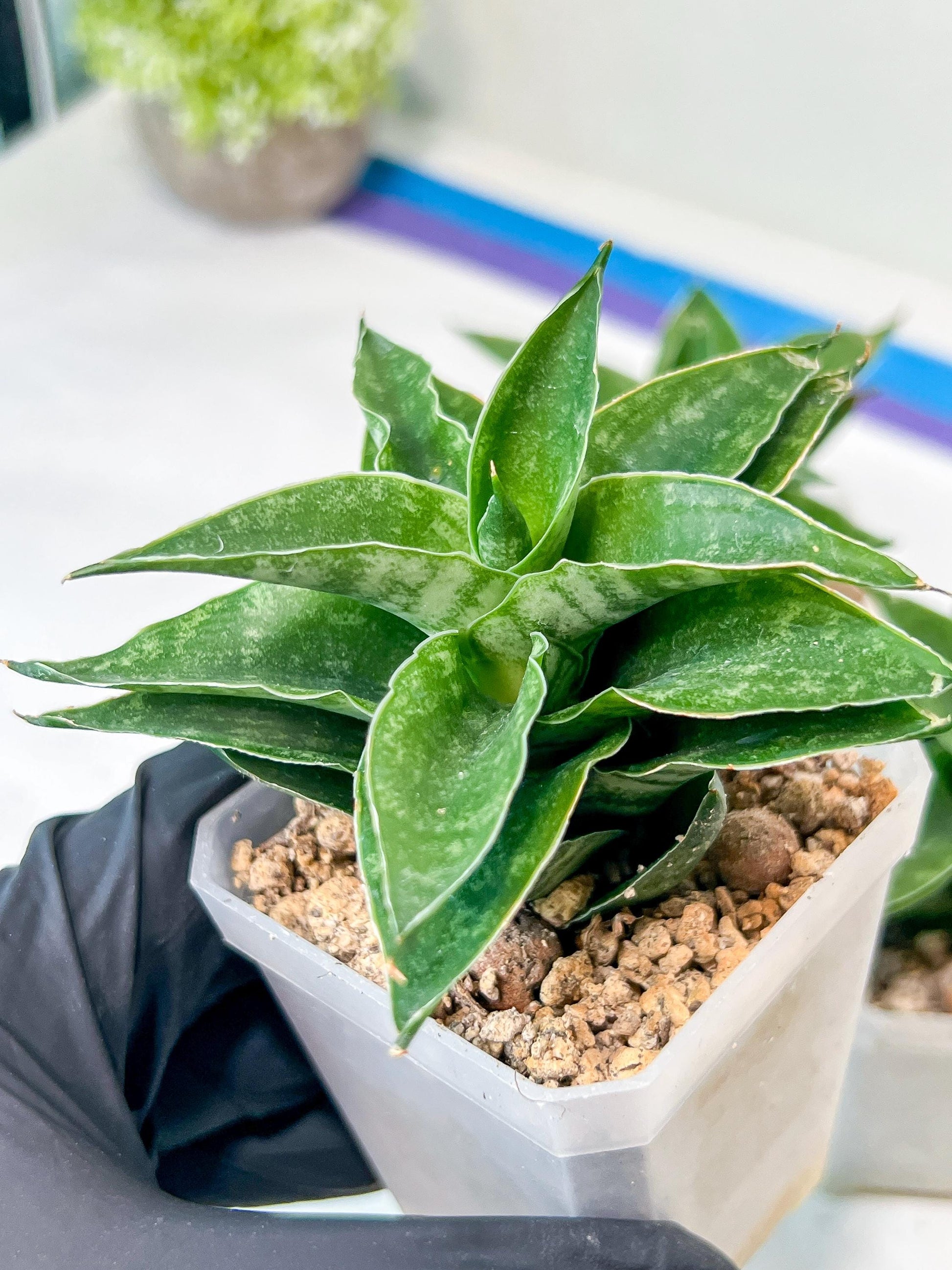 Sansevieria Alabasta (H27) | Imported Snake Plant