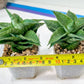 Sansevieria Alabasta (H27) | Imported Snake Plant