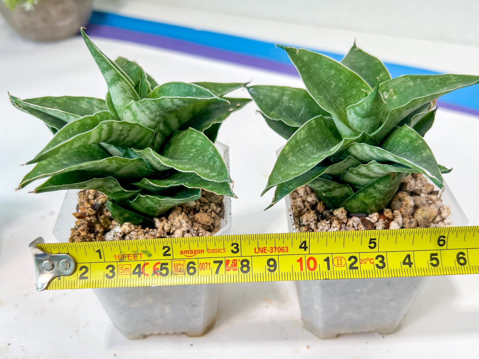 Sansevieria Alabasta (H27) | Imported Snake Plant