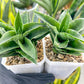 Sansevieria Alabasta (H27) | Imported Snake Plant
