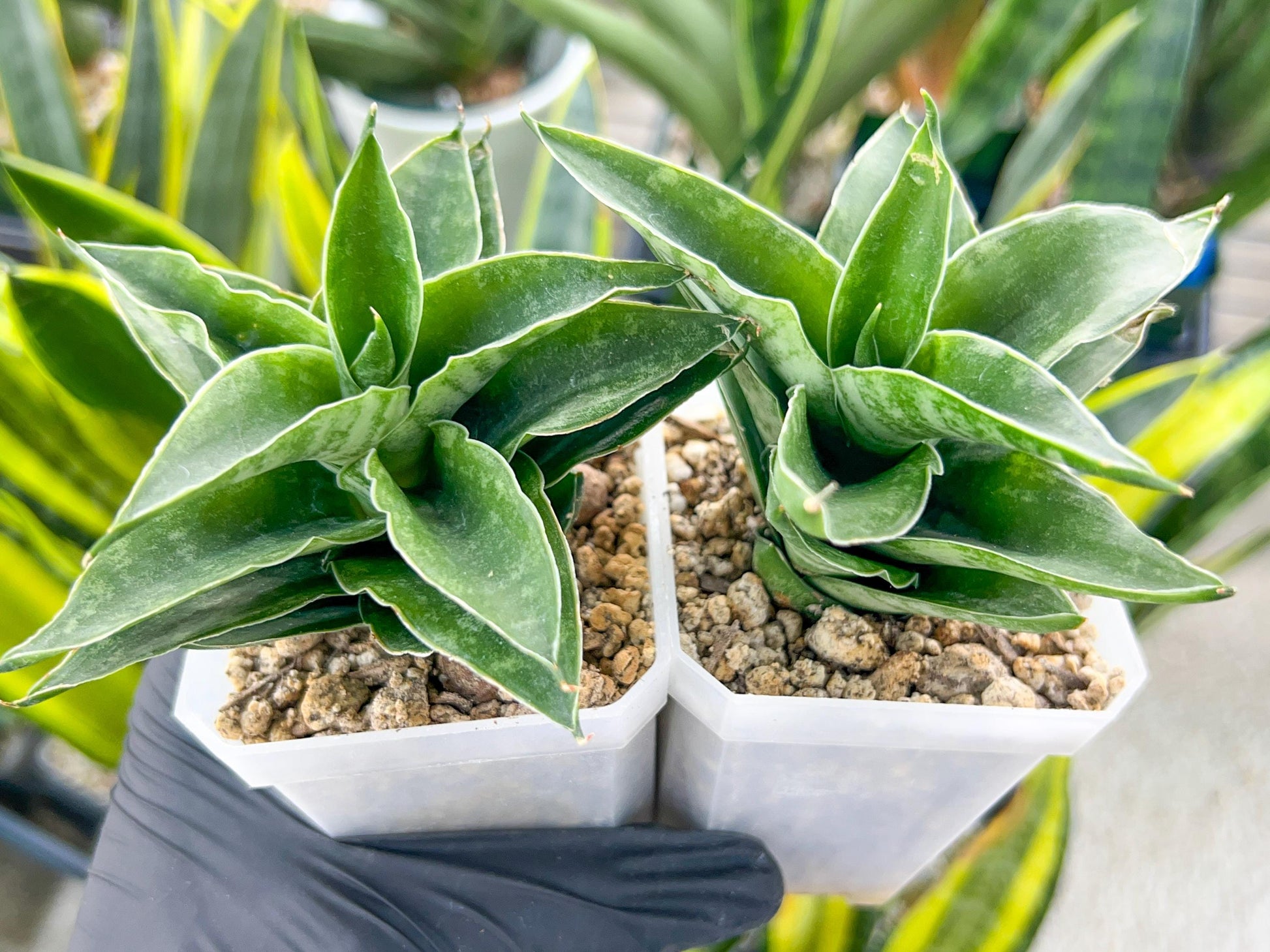 Sansevieria Alabasta (H27) | Imported Snake Plant
