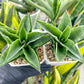 Sansevieria Alabasta (H27) | Imported Snake Plant