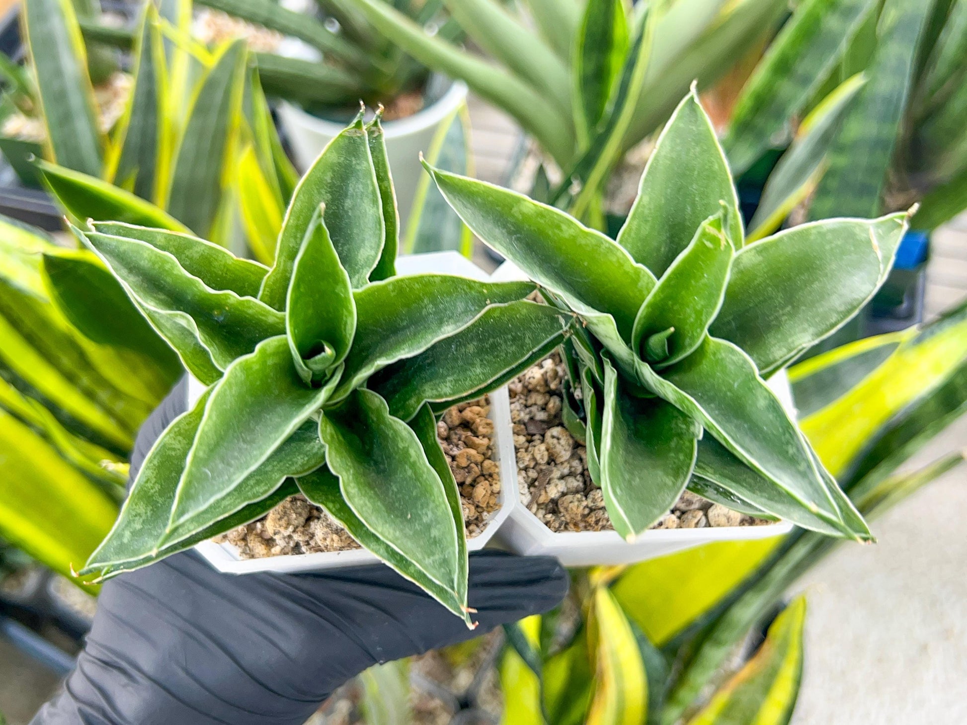 Sansevieria Alabasta (H27) | Imported Snake Plant