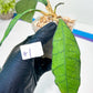 Hoya Callistophylla sp. Kalimantan UT-158 (#LA1~3) | Rare Imported Hoyas | 2.5" pot Included