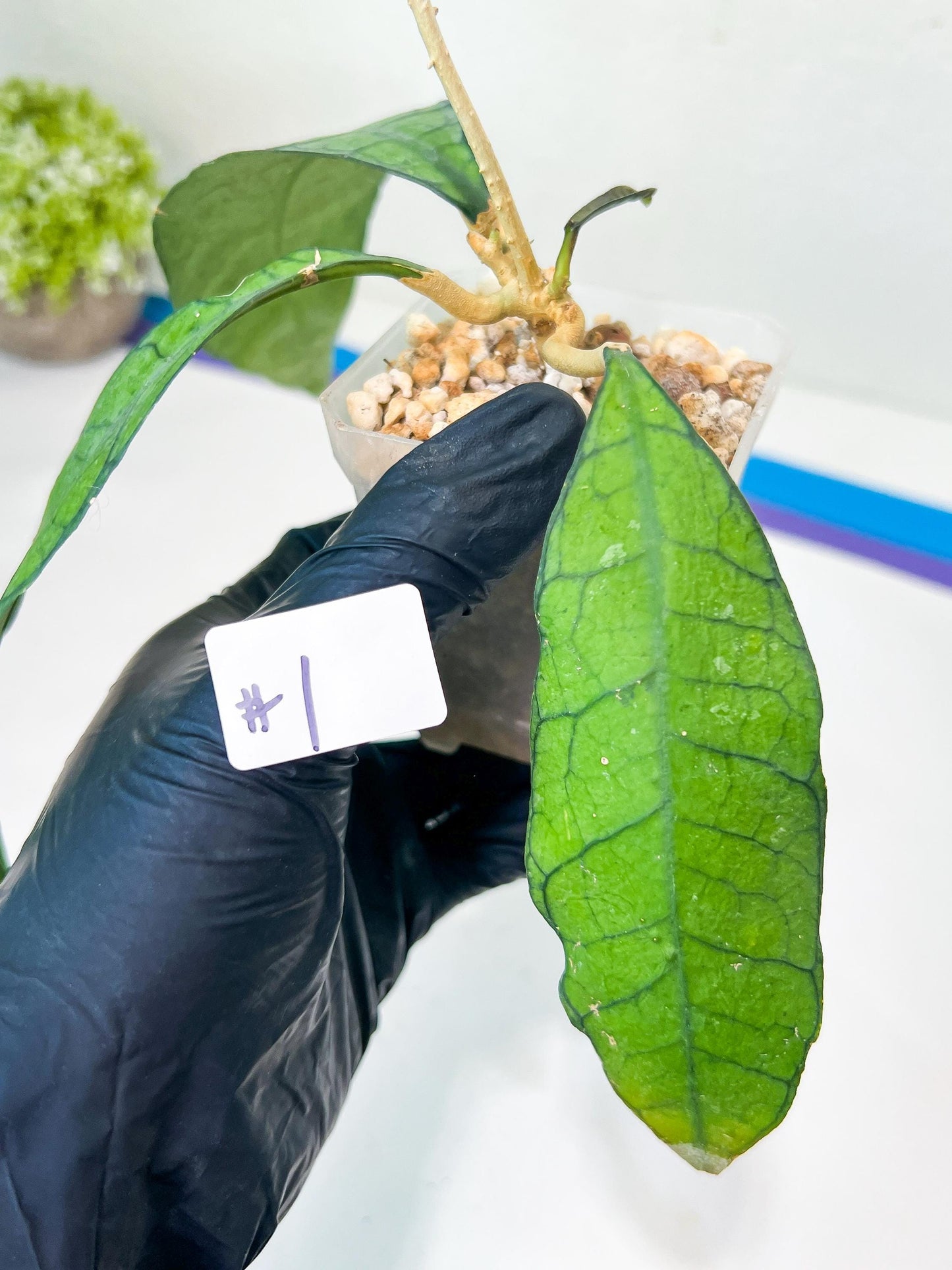 Hoya Callistophylla sp. Kalimantan UT-158 (#LA) | Rare Imported Hoyas