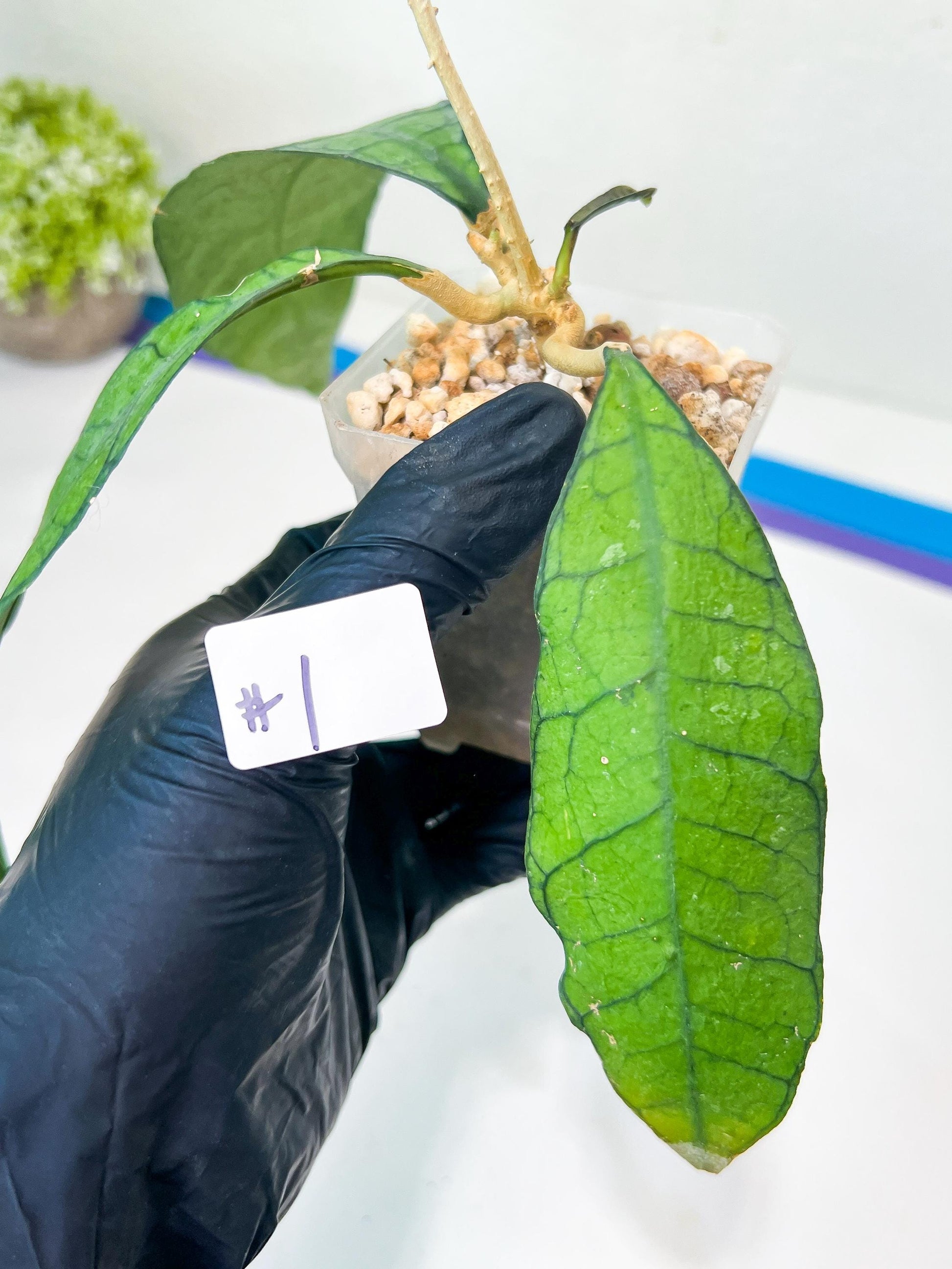 Hoya Callistophylla sp. Kalimantan UT-158 (#LA) | Rare Imported Hoyas