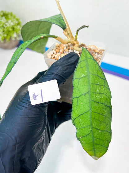 Hoya Callistophylla sp. Kalimantan UT-158 (#LA) | Rare Imported Hoyas