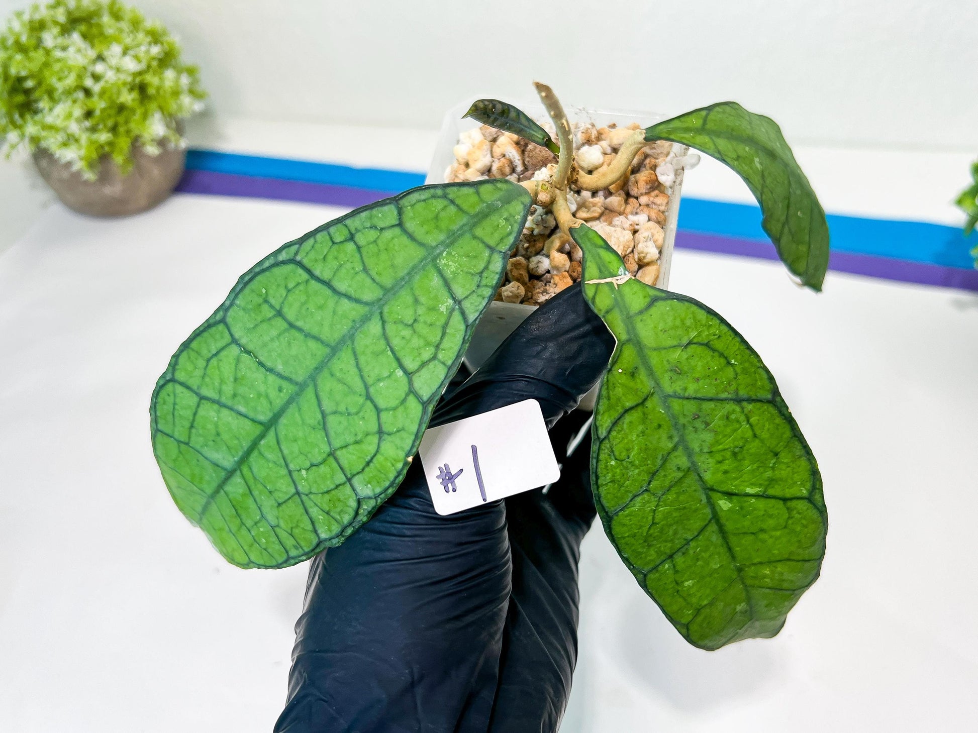Hoya Callistophylla sp. Kalimantan UT-158 (#LA1~3) | Rare Imported Hoyas | 2.5" pot Included