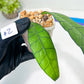 Hoya Callistophylla sp. Kalimantan UT-158 (#LA1~3) | Rare Imported Hoyas | 2.5" pot Included