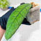 Hoya Callistophylla sp. Kalimantan UT-158 (#LA1~3) | Rare Imported Hoyas | 2.5" pot Included