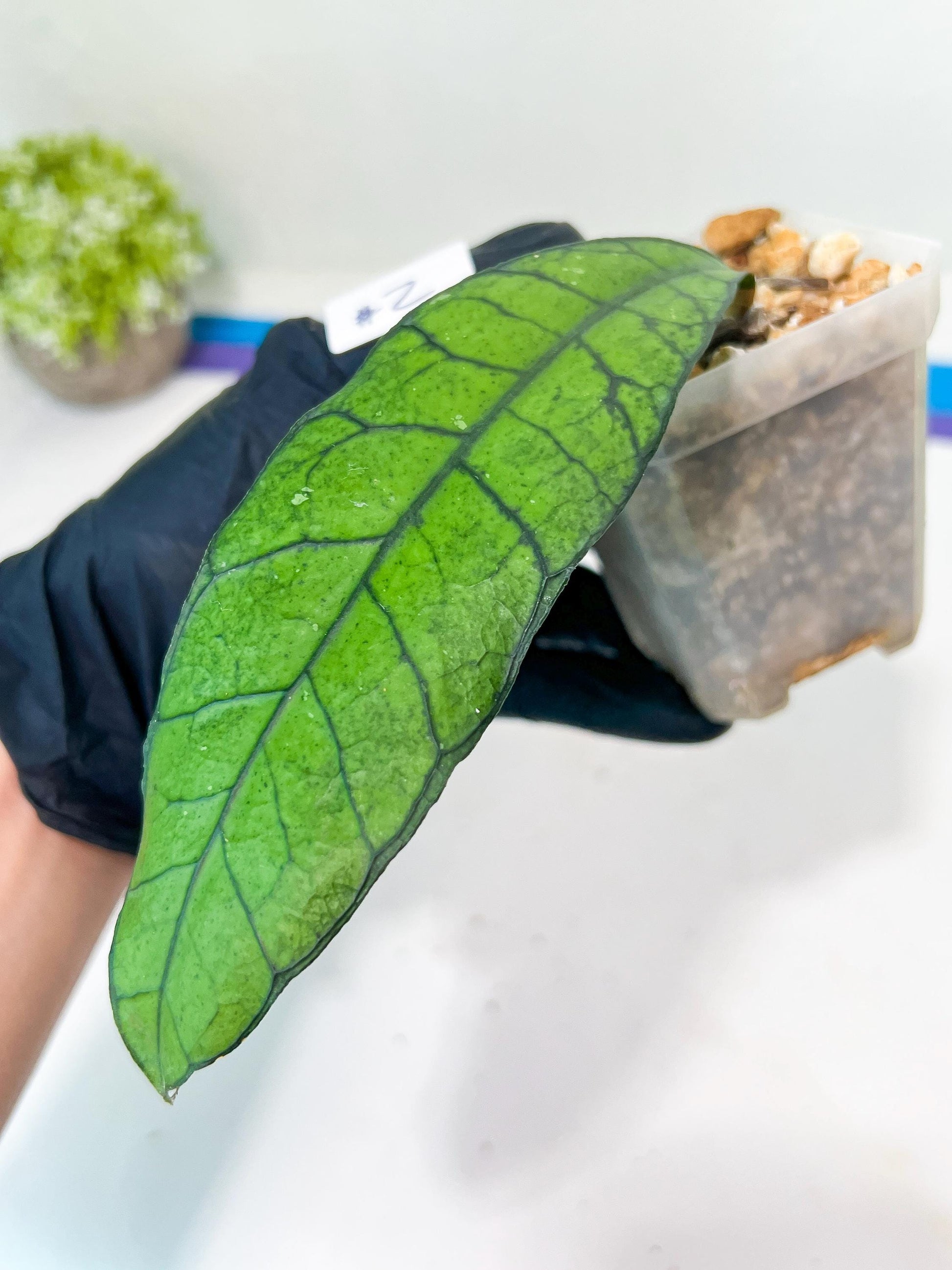 Hoya Callistophylla sp. Kalimantan UT-158 (#LA1~3) | Rare Imported Hoyas | 2.5" pot Included