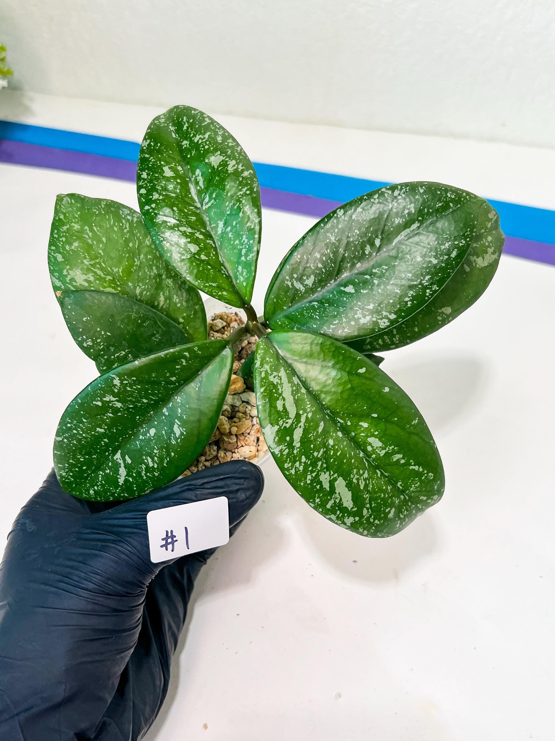 Hoya crassipetiolata Super Splash (#LD) | Imported Hoyas | 2.5
