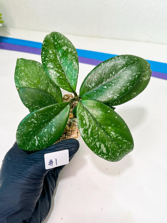 Hoya crassipetiolata Super Splash (#LD) | Imported Hoyas | 2.5" pot Included