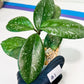 Hoya crassipetiolata Super Splash (#LD) | Imported Hoyas | 2.5" pot Included
