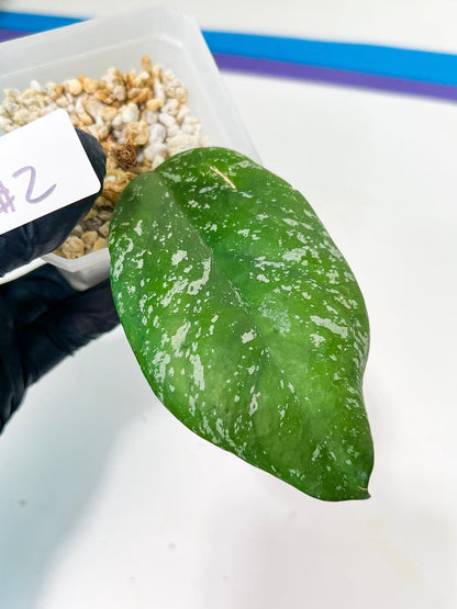 Hoya crassipetiolata Super Splash (#LD) | Imported Hoyas | 2.5" pot Included