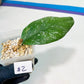 Hoya crassipetiolata Super Splash (#LD) | Imported Hoyas | 2.5" pot Included