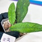 Hoya Finlaysonii Sukirin (#LD) | Rare Imported Hoyas | 2.5" pot Included