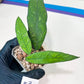 Hoya Finlaysonii Sukirin (#LD) | Rare Imported Hoyas | 2.5" pot Included