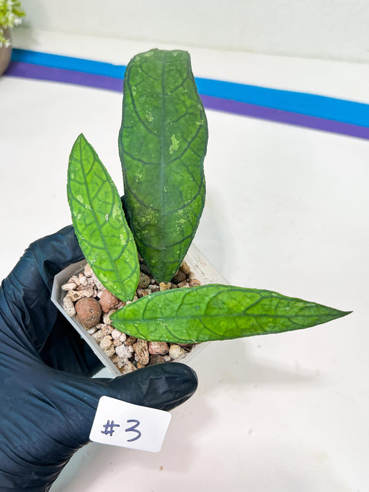 Hoya Finlaysonii Sukirin (#LD) | Rare Imported Hoyas | 2.5" pot Included