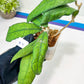 Hoya Finlaysonii Sukirin (#LD) | Rare Imported Hoyas | 2.5" pot Included