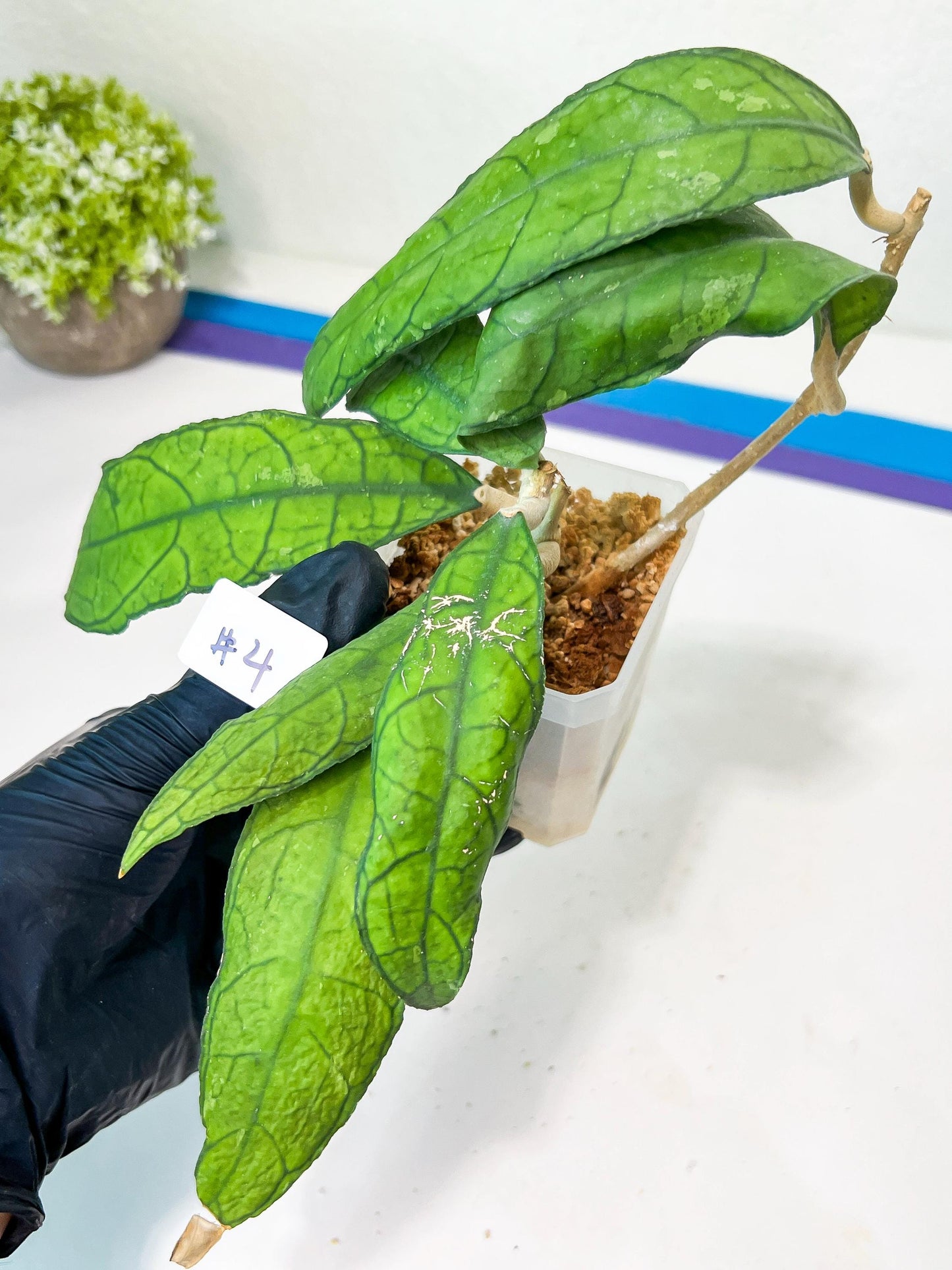 Hoya Finlaysonii Sukirin (#LD) | Rare Imported Hoyas | 2.5" pot Included