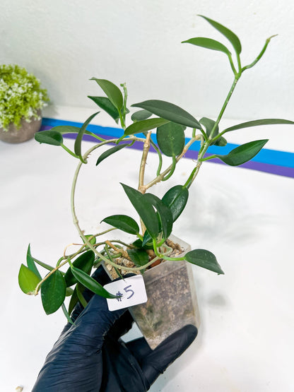 Hoya Australis Ssp. Rupicola IML 1754 H198 (#LE) | Imported Hoyas